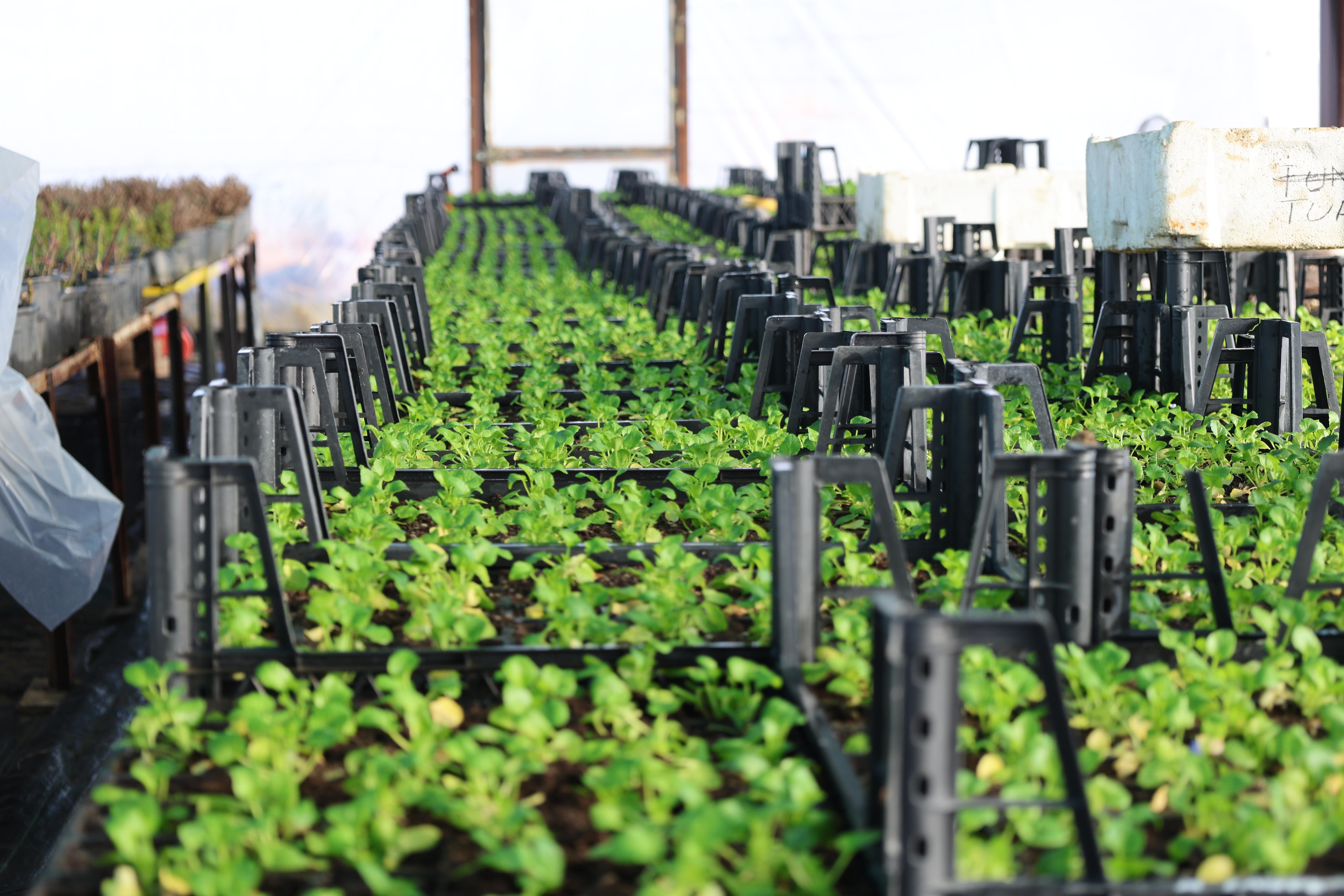 ÇİÇEKLERİMZİ KENDİMİZ YETİŞTİRİYORUZ